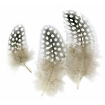 Plume camaïeu naturel +/- 10 cm environ 50 plumes